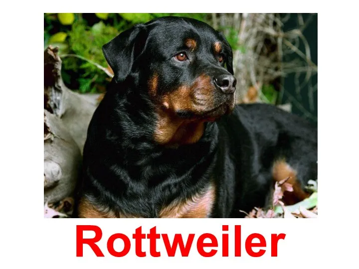 Rottweiler