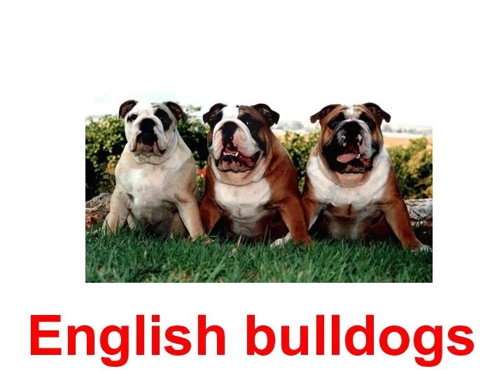 English bulldogs