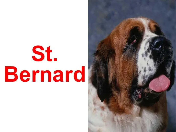 St. Bernard