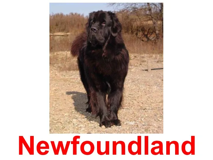 Newfoundland