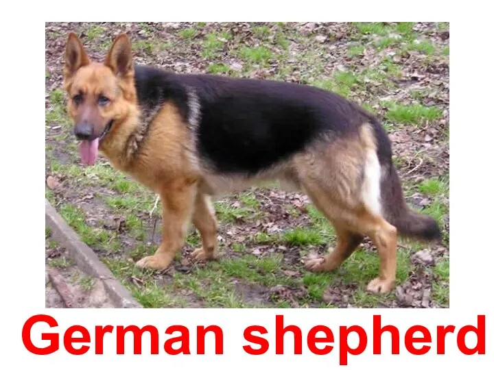 German shepherd