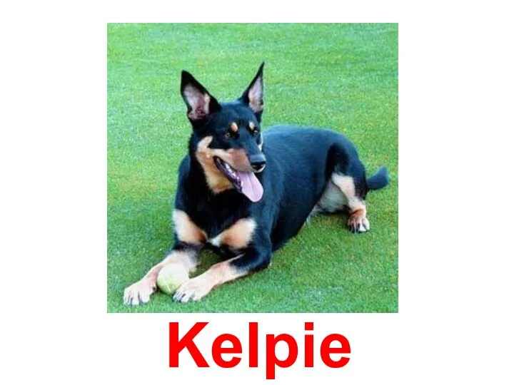 Kelpie