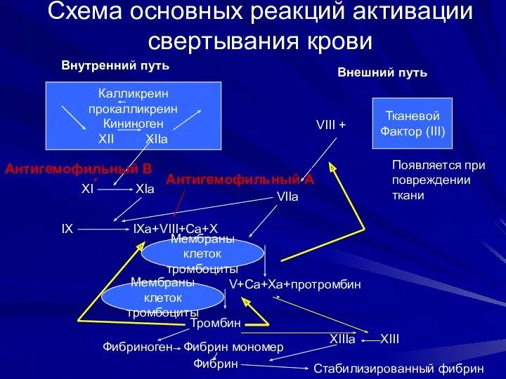 Схема основных реакций активации свертывания крови Калликреин прокалликреин Кининоген XII