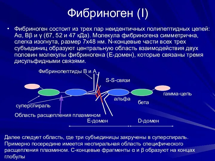 Фибриноген (I) Фибриноген состоит из трех пар неидентичных полипептидных цепей: