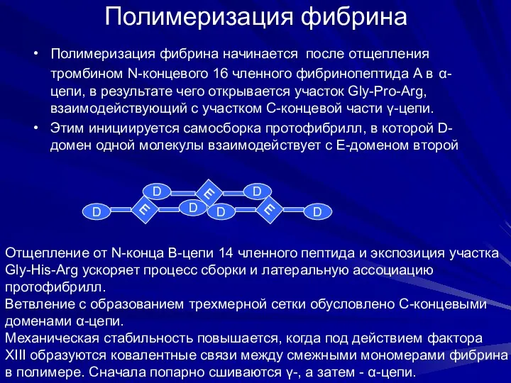 Полимеризация фибрина Полимеризация фибрина начинается после отщепления тромбином N-концевого 16