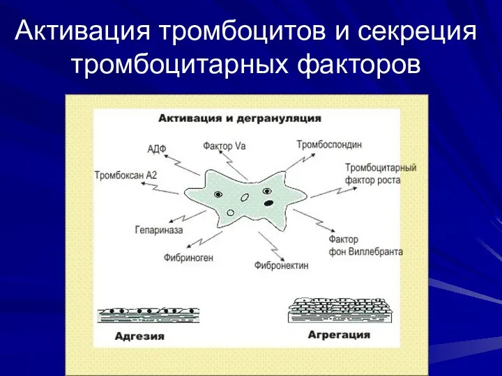 Активация тромбоцитов и секреция тромбоцитарных факторов