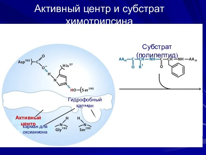 Активный центр и субстрат химотрипсина Активный центр химотрипсина Субстрат (полипептид)