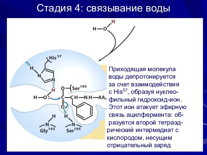 Стадия 4: связывание воды Приходящая молекула воды депротонируется за счет