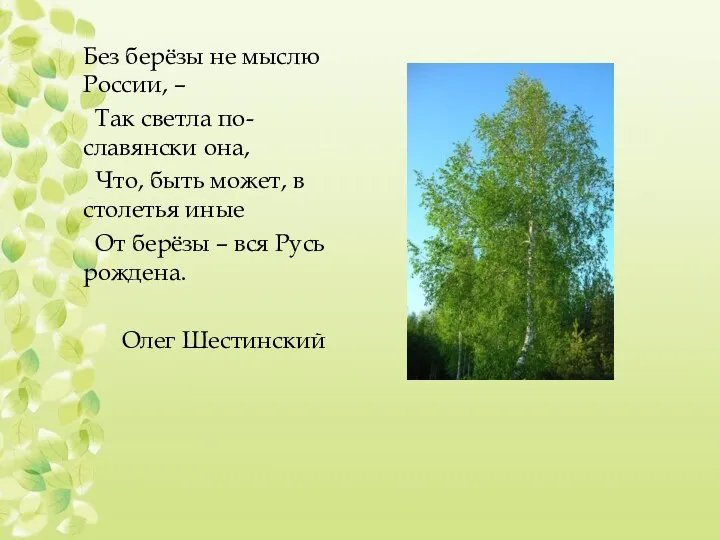 Без берёзы не мыслю России, – Так светла по-славянски она,