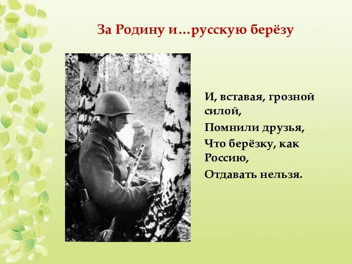 За Родину и…русскую берёзу И, вставая, грозной силой, Помнили друзья, Что берёзку, как Россию, Отдавать нельзя.