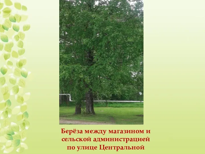 Берёза между магазином и сельской администрацией по улице Центральной