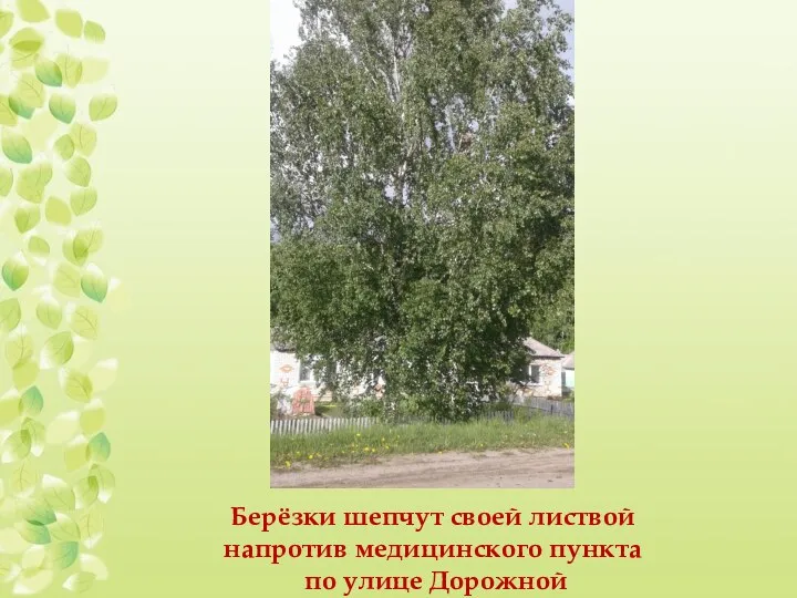 Берёзки шепчут своей листвой напротив медицинского пункта по улице Дорожной