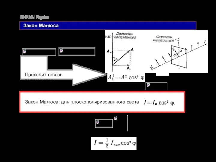 RNRMU Physics Закон Малюса Колебания, составляющие угол с плоскостью поляризатора, можно разложить: Проходит