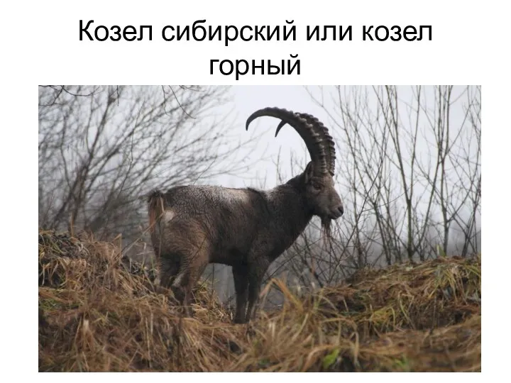 Козел сибирский или козел горный