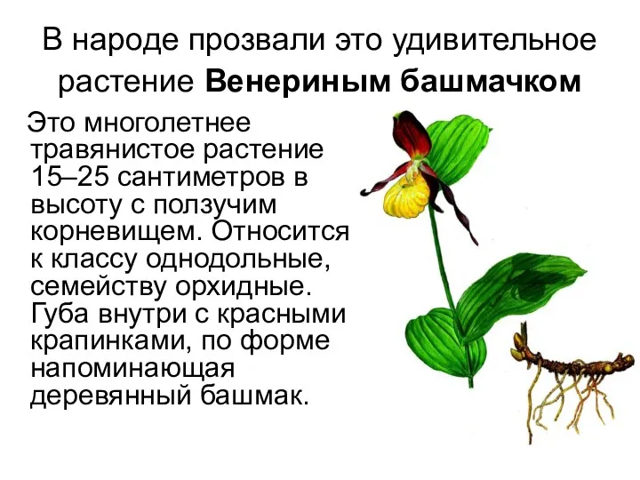 В народе прозвали это удивительное растение Венериным башмачком Это многолетнее травянистое растение 15–25