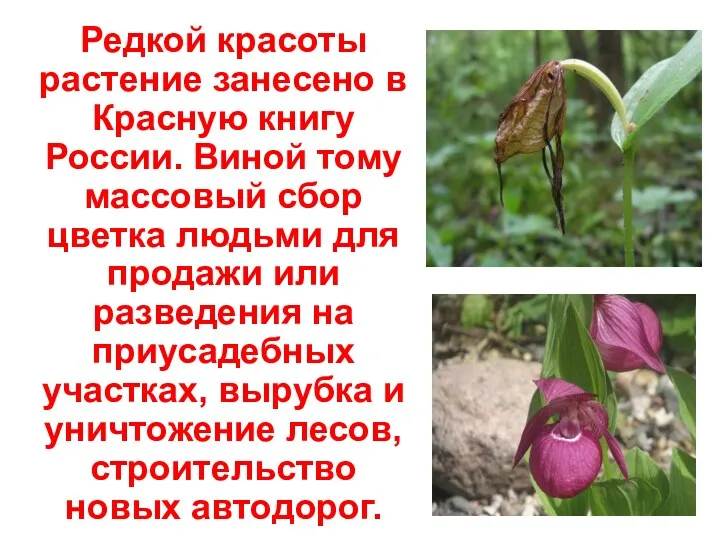 Редкой красоты растение занесено в Красную книгу России. Виной тому массовый сбор цветка