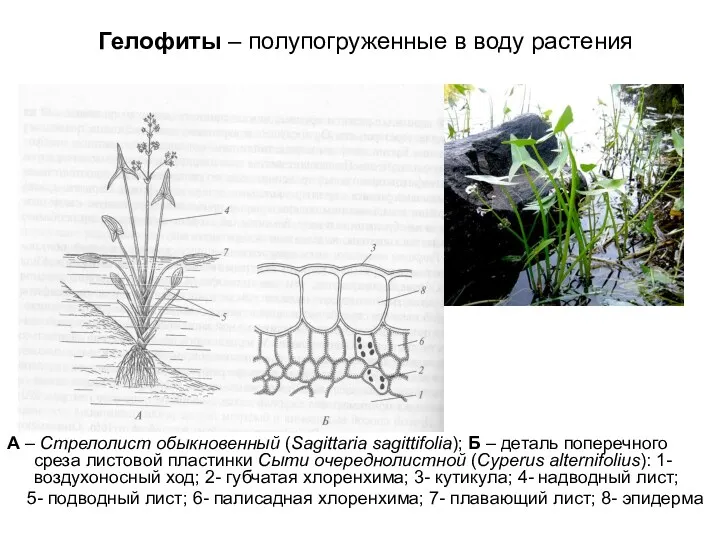 Гелофиты – полупогруженные в воду растения А – Стрелолист обыкновенный (Sagittaria sagittifolia); Б