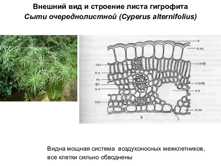 Внешний вид и строение листа гигрофита Сыти очереднолистной (Cyperus alternifolius) Видна мощная система