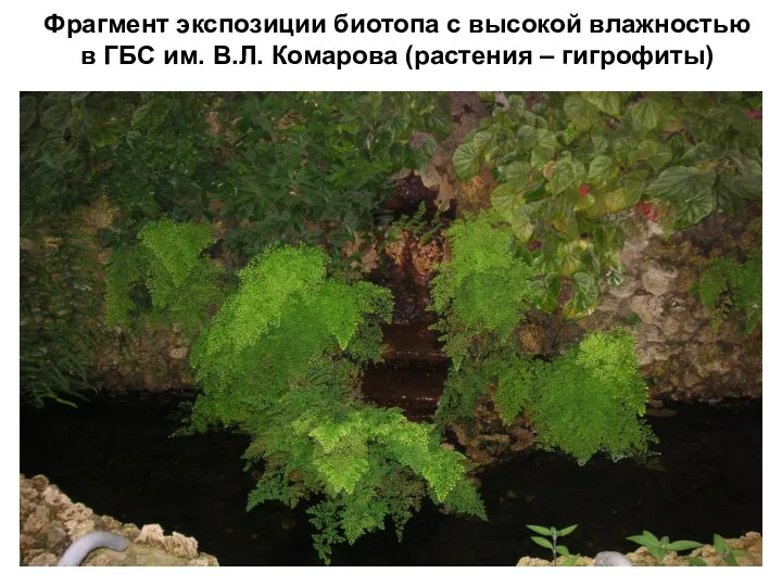 Фрагмент экспозиции биотопа с высокой влажностью в ГБС им. В.Л. Комарова (растения – гигрофиты)