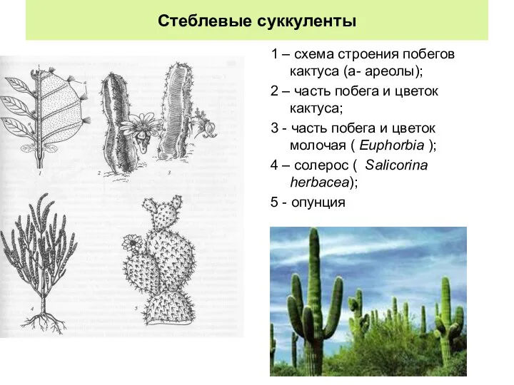 Стеблевые суккуленты 1 – схема строения побегов кактуса (а- ареолы); 2 – часть