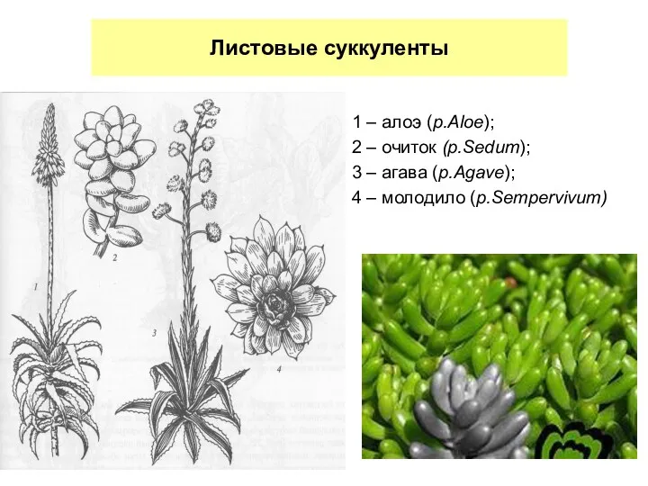 Листовые суккуленты 1 – алоэ (р.Aloe); 2 – очиток (р.Sedum); 3 – агава