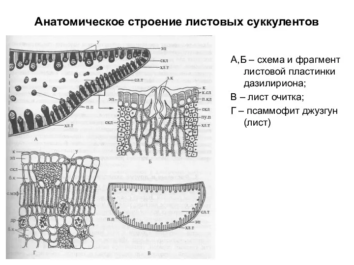 Анатомическое строение листовых суккулентов А,Б – схема и фрагмент листовой пластинки дазилириона; В