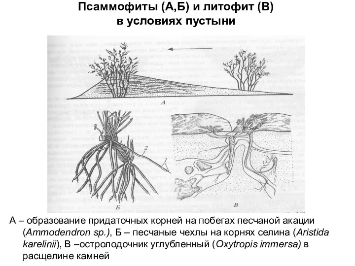 Псаммофиты (А,Б) и литофит (В) в условиях пустыни А – образование придаточных корней
