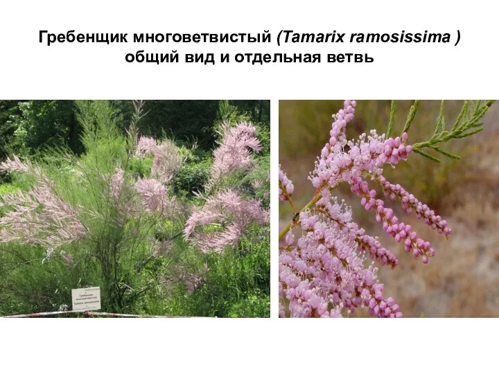Гребенщик многоветвистый (Tamarix ramosissima ) общий вид и отдельная ветвь