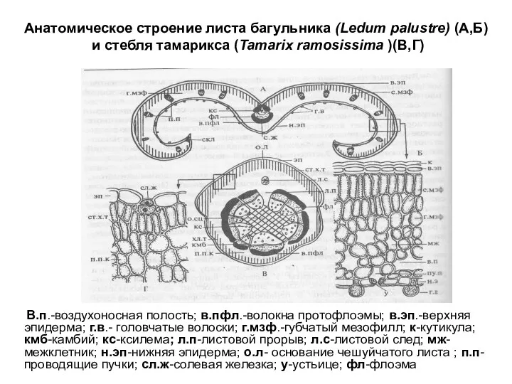 Анатомическое строение листа багульника (Ledum palustre) (А,Б) и стебля тамарикса (Tamarix ramosissima )(В,Г)