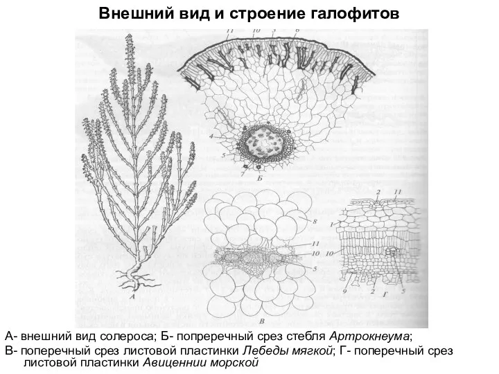 Внешний вид и строение галофитов А- внешний вид солероса; Б- попреречный срез стебля