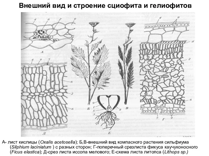 Внешний вид и строение сциофита и гелиофитов А- лист кислицы (Oxalis acetosella); Б,В-внешний