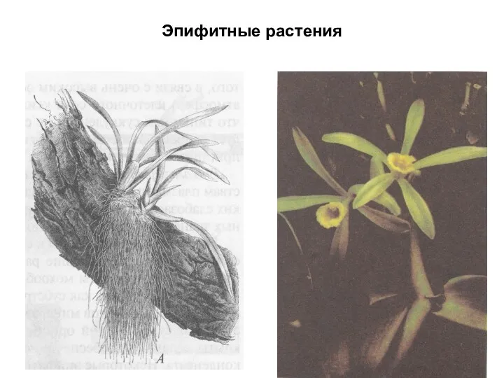 Эпифитные растения