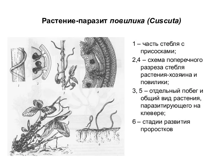 Растение-паразит повилика (Cuscuta) 1 – часть стебля с присосками; 2,4 – схема поперечного