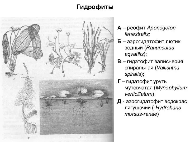 Гидрофиты А – реофит Aponogeton fenestralis; Б – аэрогидатофит лютик водный (Ranunculus aqvatilis);