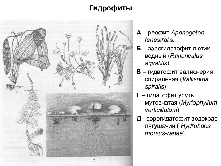 Гидрофиты А – реофит Aponogeton fenestralis; Б – аэрогидатофит лютик