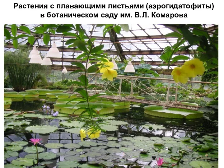 Растения с плавающими листьями (аэрогидатофиты) в ботаническом саду им. В.Л. Комарова