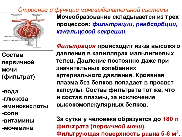 Мочеобразование складывается из трех процессов: фильтрации, реабсорбции, канальцевой секреции. Фильтрация