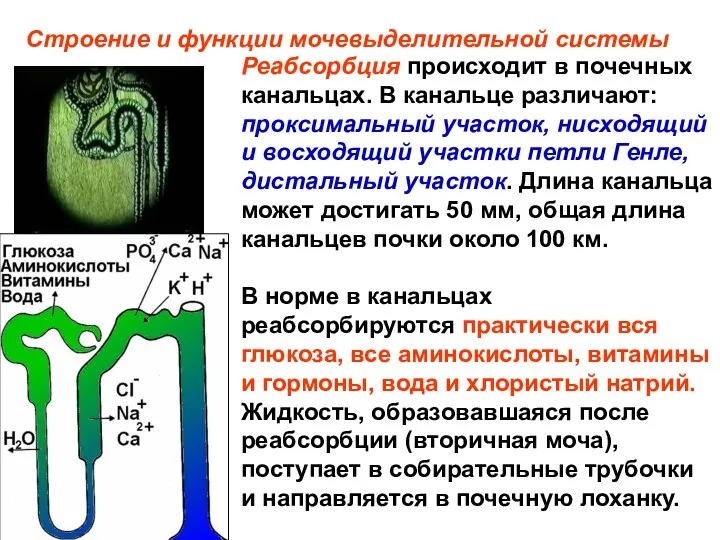 Реабсорбция происходит в почечных канальцах. В канальце различают: проксимальный участок,