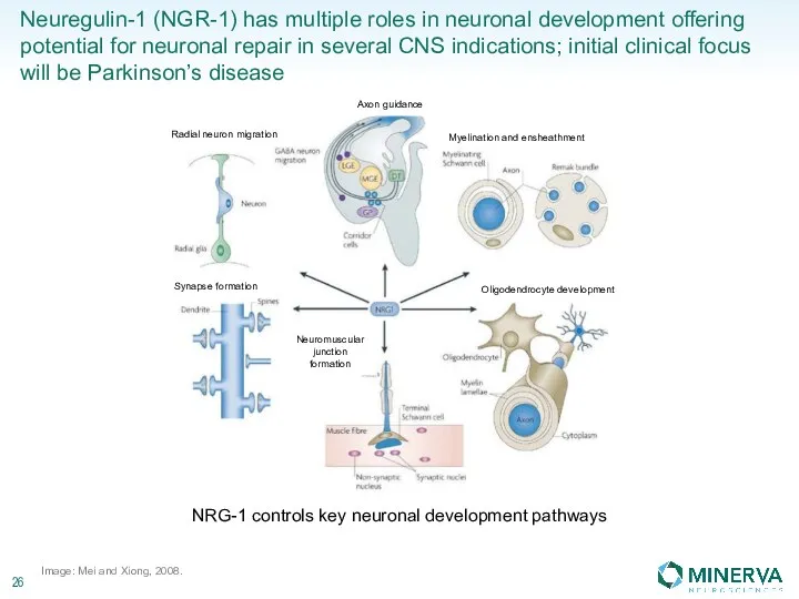 Neuregulin-1 (NGR-1) has multiple roles in neuronal development offering potential for neuronal repair