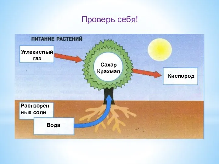 Углекислый газ Кислород Сахар Крахмал Растворённые соли Вода Проверь себя!