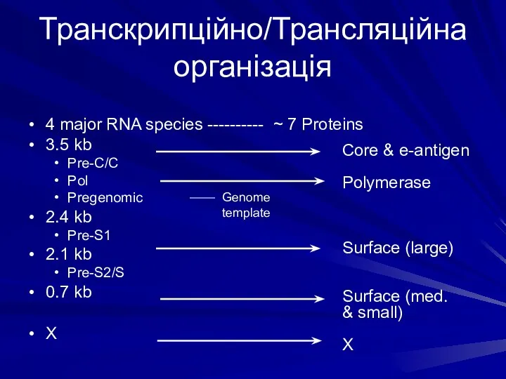 Транскрипційно/Трансляційнаорганізація 4 major RNA species ---------- ~ 7 Proteins 3.5