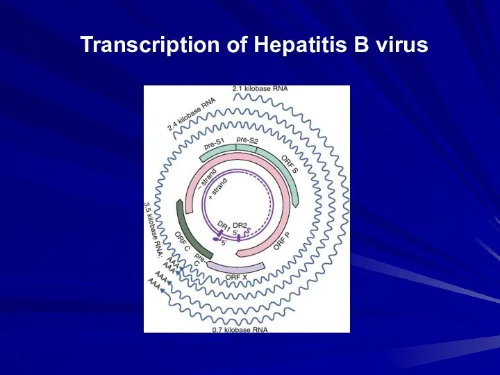 Transcription of Hepatitis B virus