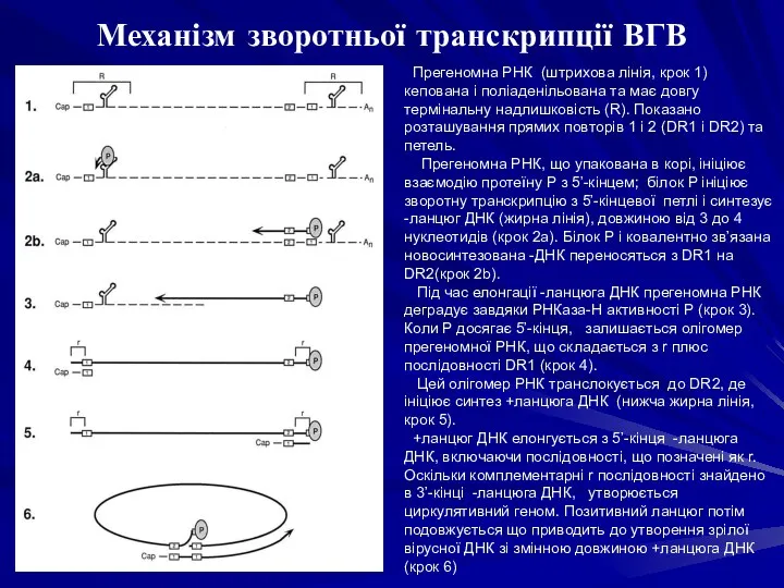 Механізм зворотньої транскрипції ВГВ Прегеномна РНК (штрихова лінія, крок 1)