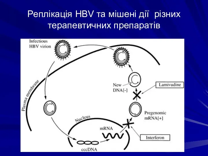 Реплікація HBV та мішені дії різних терапевтичних препаратів