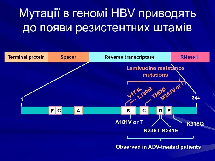 Мутації в геномі HBV приводять до появи резистентних штамів Observed