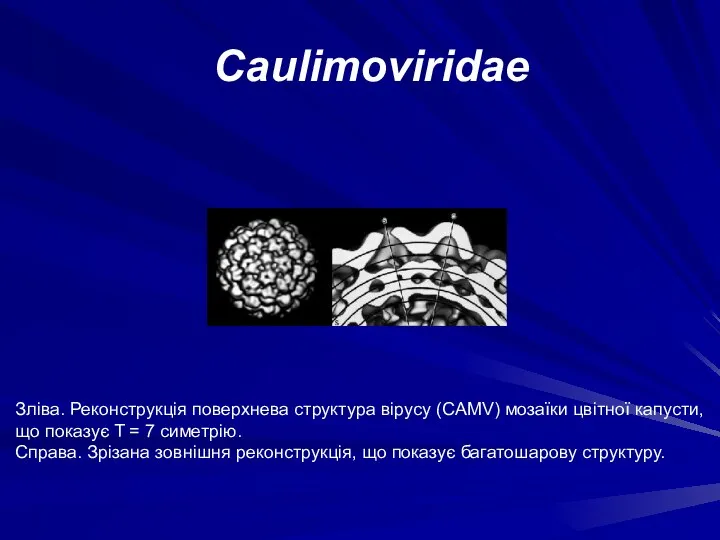 Зліва. Реконструкція поверхнева структура вірусу (CAMV) мозаїки цвітної капусти, що