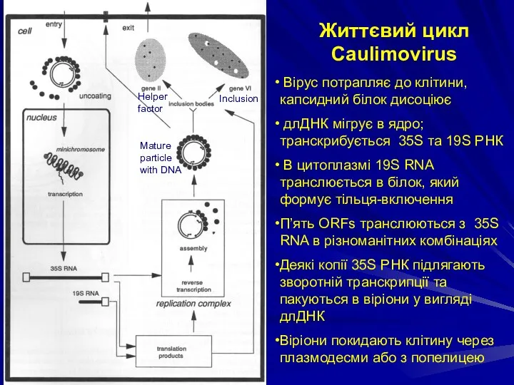 Життєвий цикл Caulimovirus Вірус потрапляє до клітини, капсидний білок дисоціює