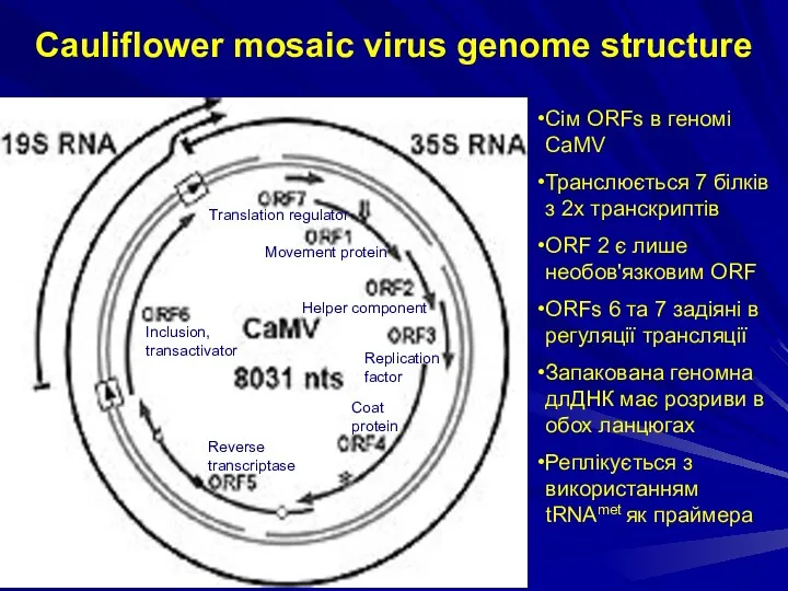 Cauliflower mosaic virus genome structure Сім ORFs в геномі CaMV