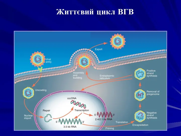 Життєвий цикл ВГВ