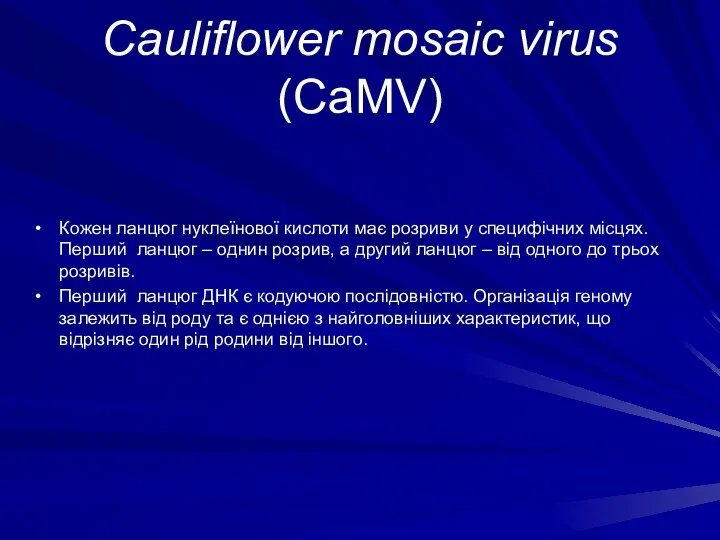 Cauliflower mosaic virus (CaMV) Кожен ланцюг нуклеїнової кислоти має розриви